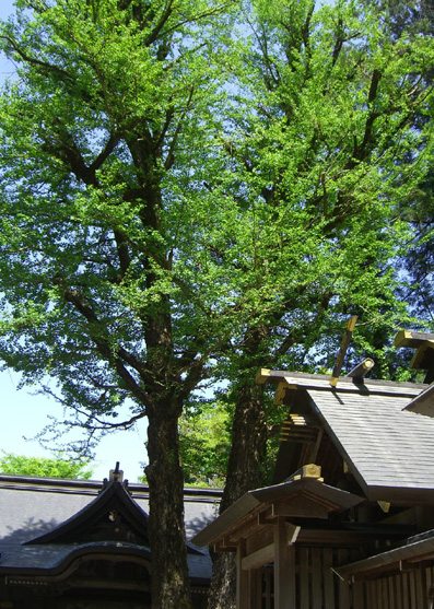 天岩戸神社.jpg