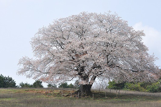 才尾の一本桜.jpg