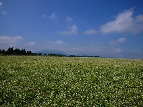 阿蘇の蕎麦畑.jpg