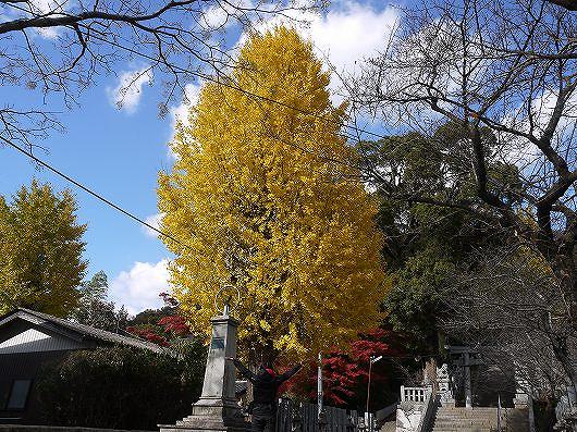 香春神社のイチョウの木.jpg