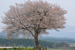 ４月１６日前原の一本桜.jpg